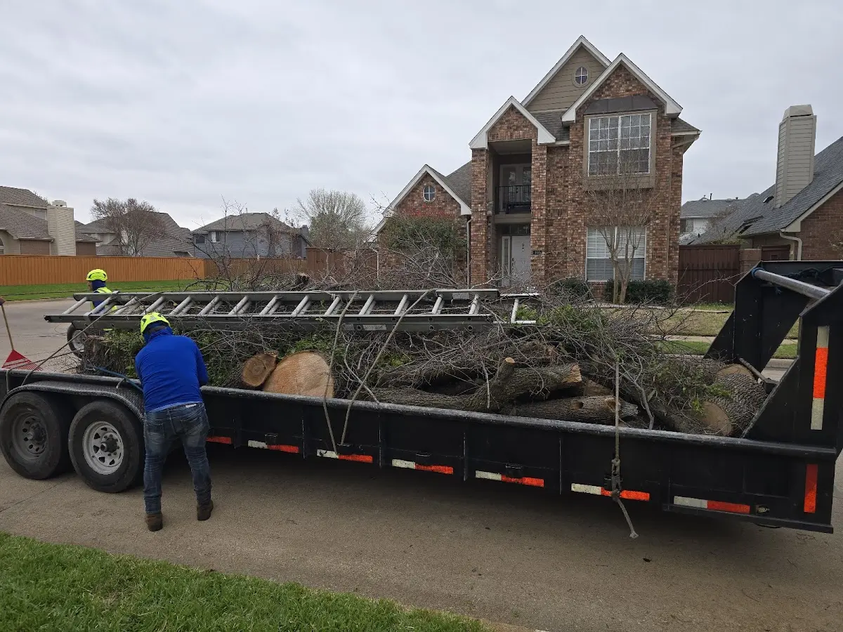 Expert Tree Pest Control with proper safety equipment in Montville